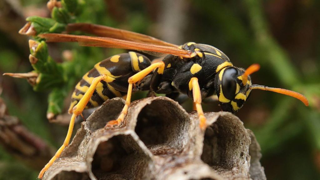 Comment coexister avec les insectes utiles : le point de vue d’un expert sur l’équilibre biologique