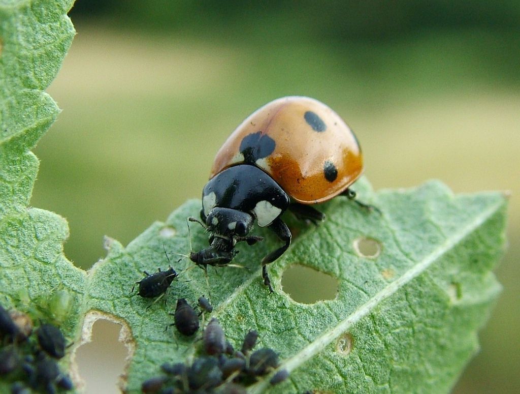 Lutte antiparasitaire : quels outils sont indispensables pour tout agriculteur