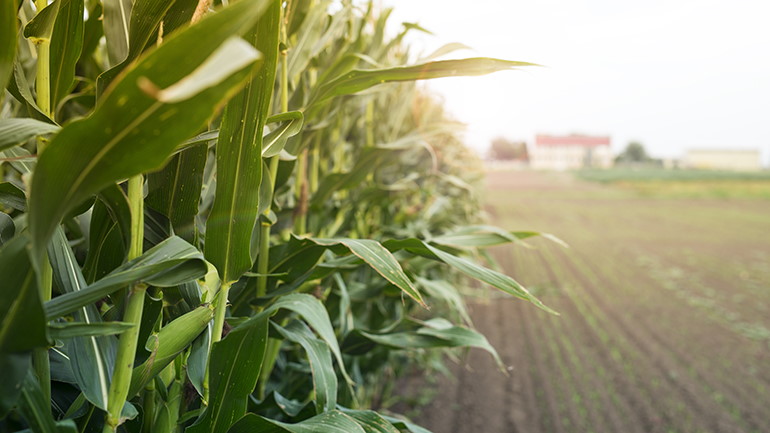 Ravageurs du sol : à quoi un agriculteur doit-il prêter attention ?