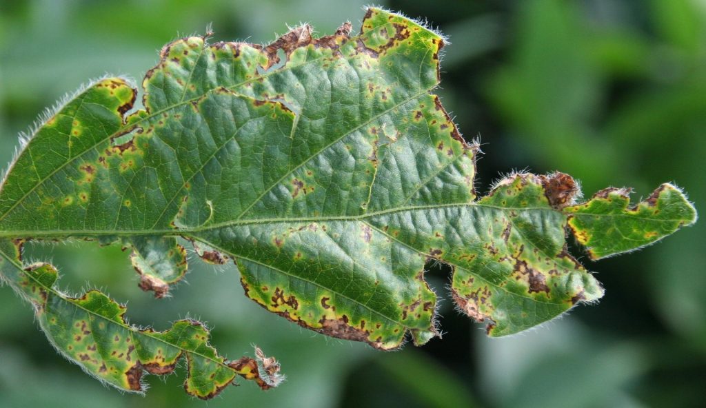 Identifier les ravageurs par la nature des dommages causés aux fruits, aux feuilles et aux racines