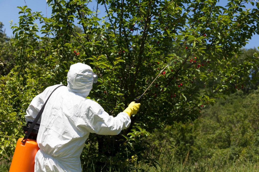Comment une taille sanitaire régulière du jardin et du potager aide